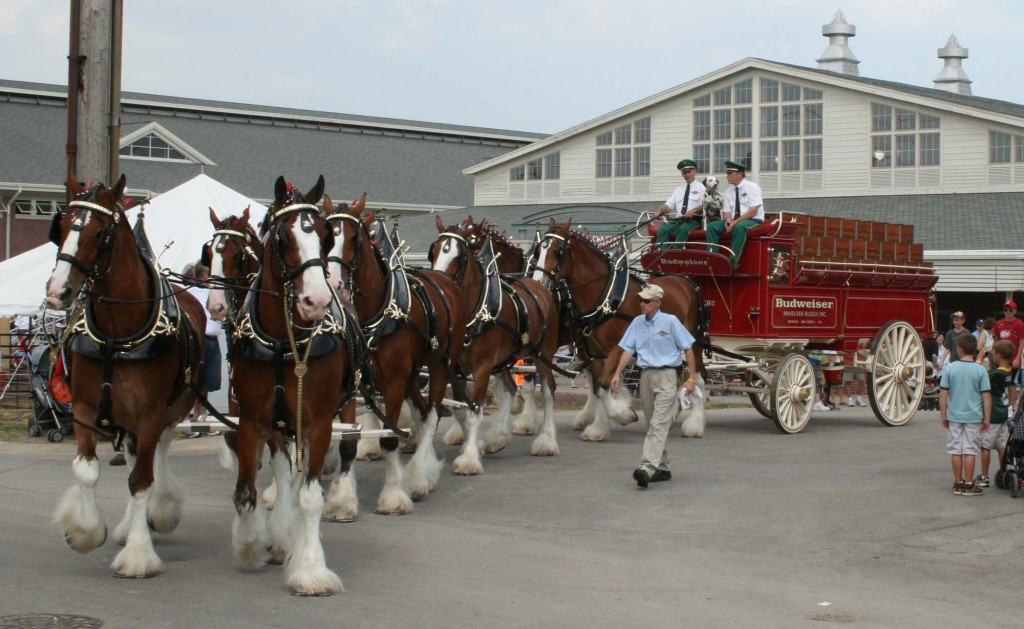 Budweiser Clydesdales Appearance in Park Circle