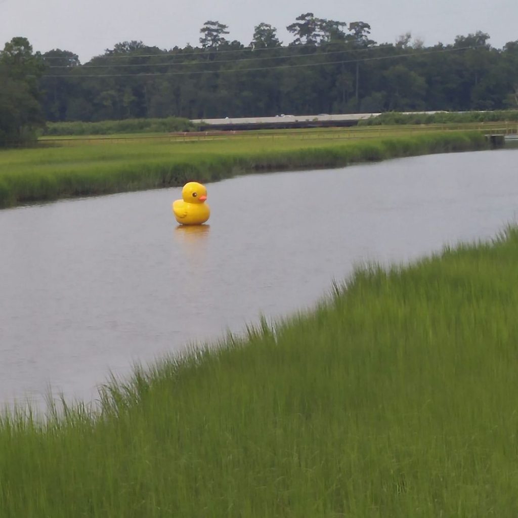 01 - Park Circle Duck - first sighting Noisette Creek - July 28 2018 - Nick Rubin