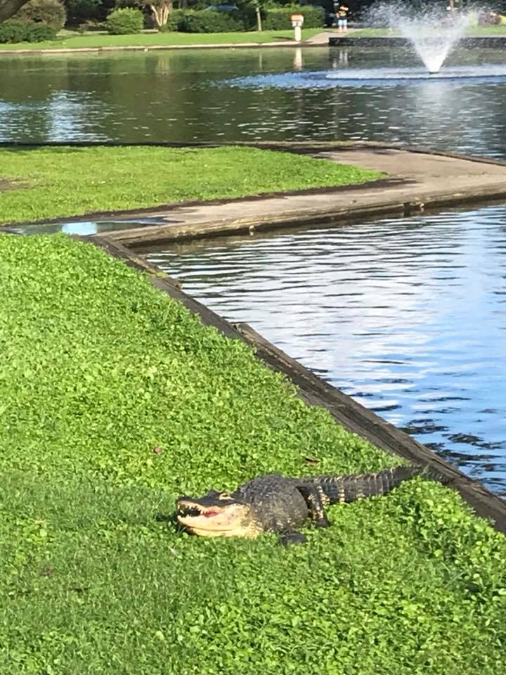 06b - Park Circle Duck - Alligator Murder - July 31 2018 - Chrissy Malizzia