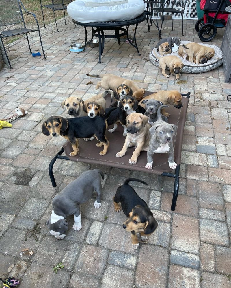 Dim Sum Cute Puppies Brunch and adoption event
